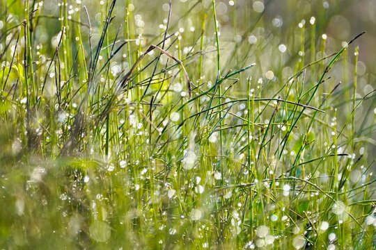 Morning Dew on Green Grass with Soft Bokeh &ndash; Fresh Nature Background