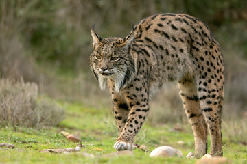 Adult female Iberian Lynx in her territory within a Mediterranean forest of pines and oaks at first light on a winter day
