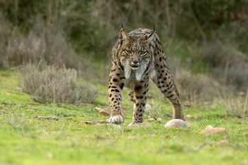 Obraz premium Adult female Iberian Lynx in her territory within a Mediterranean forest of pines and oaks at first light on a winter day