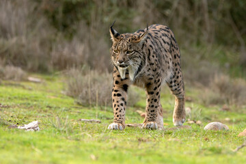 Adult female Iberian Lynx in her territory within a Mediterranean forest of pines and oaks at first light on a winter day