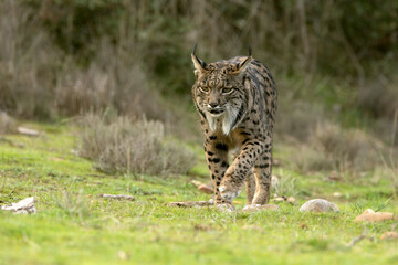 Adult female Iberian Lynx in her territory within a Mediterranean forest of pines and oaks at first light on a winter day