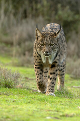 Fototapeta premium Adult female Iberian Lynx in her territory within a Mediterranean forest of pines and oaks at first light on a winter day