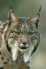 Obraz premium Adult female Iberian Lynx in her territory within a Mediterranean forest of pines and oaks at first light on a winter day