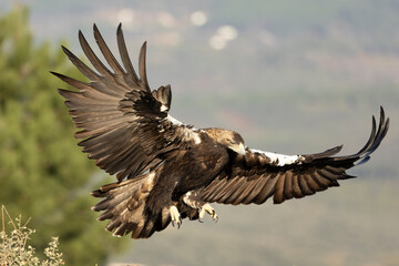 Fototapeta premium Adult female Spanish Imperial Eagle in her territory within a Mediterranean forest of pines and oaks at first light on a winter day