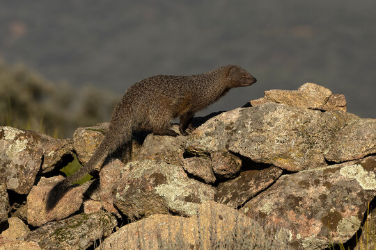 Mongoose on a Mediterranean mountain in the first light of a winter day