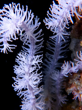 Hydroids Obelia (Coelenterates), Black Sea