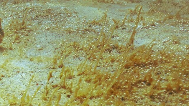 Close up of unicellular algae colony synthesis gas. Spurs of colonial microalgae with capsules containing gas microbubbles sways in waters current. Single-celled seaweed with bubbles on sand seabed