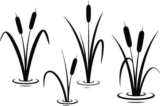 Black cattails growing in water bulrush reed