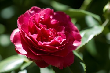 Naklejka premium A beautifully bloomed deep red rose in natural sunlight with green leaves.
