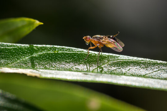 Close up of Drosophila suzukii fruit fly, commonly called the spotted wing drosophila or SWD