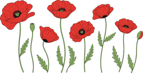 Naklejka premium Minimal line art vector illustration of red poppy flowers in various blooming stages highlighting botanical diversity and natural beauty