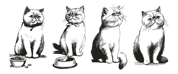 Obraz premium Exotic shorthair cat set rounded fluffy calm poses. Illustrations for product packaging and advertising graphics. Hand drawn style sketch drawing with bold monochrome contours.