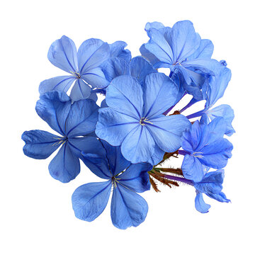 Blue plumbago flowers in full bloom isolated on white background fresh vibrant nature