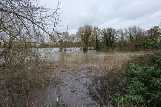 Mont&eacute;e des eaux et arbres immerg&eacute;s pendant la crue de la Loire pr&egrave;s de Nantes