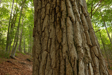 Obraz premium A wrinkled bark