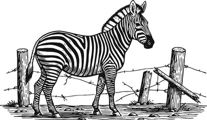 Fototapeta premium black and white zebra standing near a wooden fence with barbed wire in rural landscape