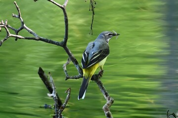 Obraz premium Grey Wagtail Motacilla cinerea – hunting insects above water in natural habitat