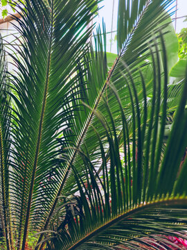 Green palm leaves growing in conservatory. Lush green Sago cycad in in glasshouse
