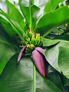 Large reddish purple banana inflorescence (Musa) growing in tropical forest