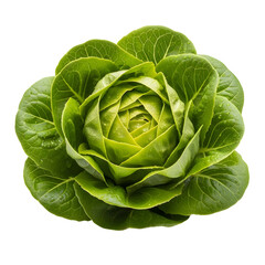 Fototapeta premium Fresh Green Lettuce Isolated PNG on Transparent Background