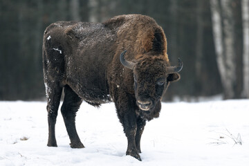 European bison - wisent © Michal Kruk
