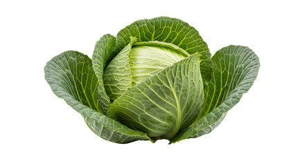 Obraz premium Green Cabbage Isolated PNG – Fresh Whole Cabbage Leaf Vegetable Transparent Background
