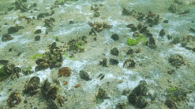Layer of decomposing benthic microorganisms creating hypoxic zones, which kills animals living on seabed. Marine mold (mycelium) and blue-green algae (cyanobacteria) gas bubbles rise from beneath sand