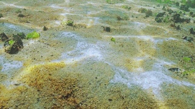 Biofilm of bacteria, rusty-brown layer benthic microalgae with tiny gas bubbles, white spots of marine mold covers sandy bottom. This is showing state of ecology of Black Sea coastal waters