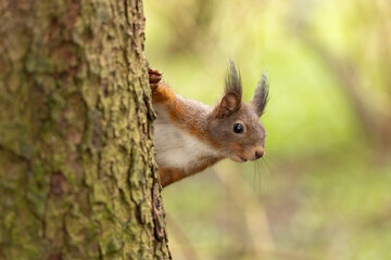 Curious red squirrel