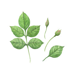 Fototapeta premium A watercolor illustration of rose leaves and buds. A hand-drawn design element. This rose illustration celebrates romance, love, and Valentine's Day. Perfect for greeting cards, prints, and other desi