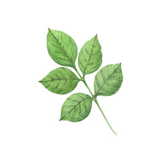Fototapeta premium Watercolor illustration of rose leaves. A hand-drawn design element. This rose illustration celebrates romance, love, and Valentine's Day. Perfect for greeting cards, prints, and other design projects
