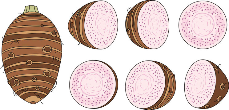 Taro root whole and sliced pieces collection with purple flesh texture, tropical root vegetable food illustration vector set