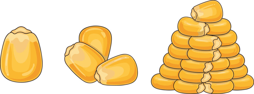 Yellow corn kernels and stacked maize grains collection, fresh agricultural cereal crop food ingredient illustration vector set