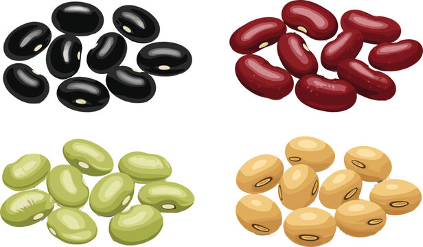 Assorted beans collection with black beans, kidney beans, soybeans and mung beans healthy legume food vector illustration