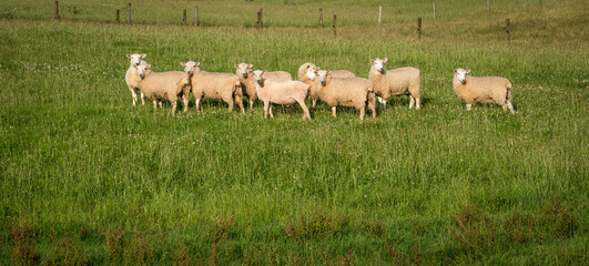 Fototapeta premium rural scene sheep and lambs in green grassy pasture