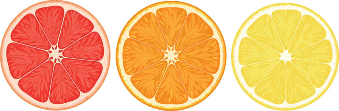 Citrus fruit slices collection with grapefruit, orange and lemon cross sections, fresh juicy fruit vector illustration set