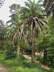 Fototapeta premium Palm trees lining a winding park trail