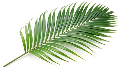 Obraz premium Elegant green palm leaf tropical foliage design on white background With shadow. AI GENERATED.