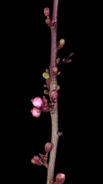 Time lapse of blooming cherry willow branch with ALPHA transparency channel isolated on black background, vertical orientation
