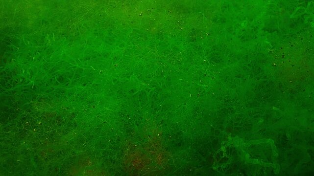 Natural underwater background of seaweed illuminated by sunlight. Fluffy carpet from finest threads of Cladophora green algae and Green Sea Gutweed, Ulva with small mollusks on them. 