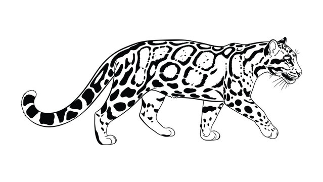 Clouded Leopard Line Art: A striking illustration of a clouded leopard in profile, showcasing its distinctive spotted coat pattern and elegant feline form.