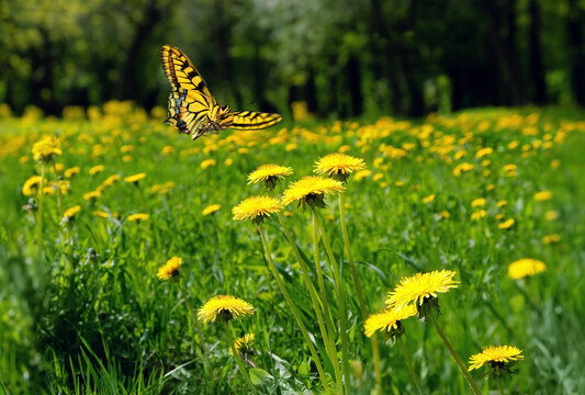 fly butterfly and yellow dandelion flowers close up on meadow. spring summer nature background. Beautiful landscape with blossoming dandelions and Papilio machaon butterfly. relax, harmony atmosphere