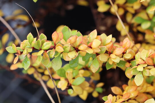 Berberis thunbergii Sunsation ('Monry')  Branch of golden yellow barberry leaves on an arching branch. 