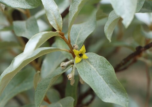 Elaeagnus commutata (silverberry) growing in the wild