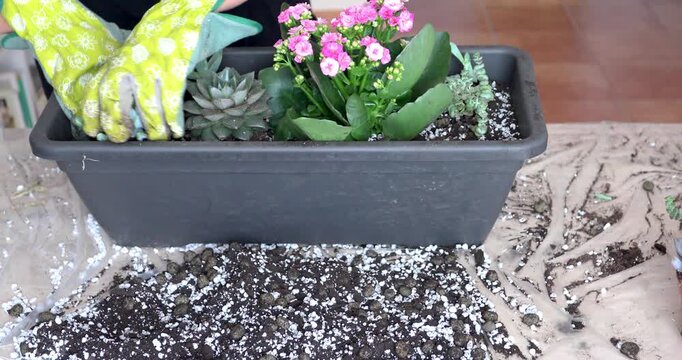 Planting Small Succulents in Rectangular Pot with Soil Mix