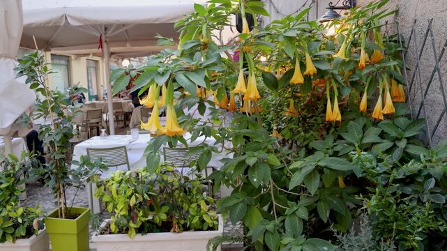 Datura plant historic part of Corfu town, Corfu Island, Greece