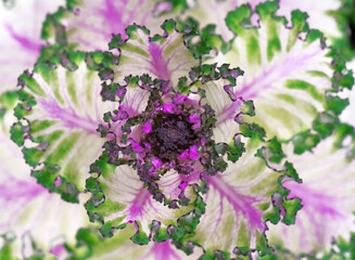 宝石のような蕾