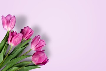 Fototapeta premium A fresh beautiful bouquet of tulips flowers, women's day