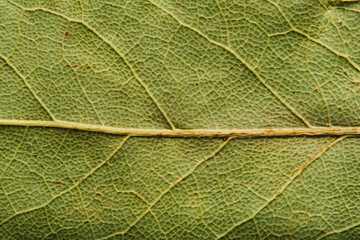 Fototapeta premium Macro close up dried bay leaf surface showing intricate organic vein patterns and texture.