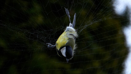 A captured bird. A titmouse caught in ornithological nets. Bird catching. Birds up close. A bird caught close up. © OlTarakanov